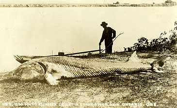 3173_White Sturgeon_Acipenser transmontanus.jpg